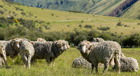 Merino Wool for Motorcycle Camping and Travel